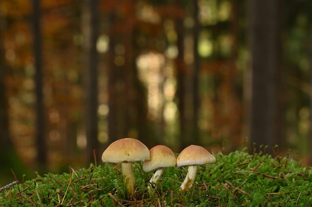 Coaching by firelight